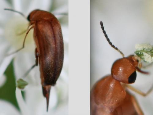Mordellistena neuwaldeggiana